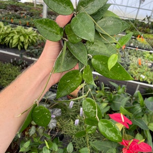 May include: A green houseplant with trailing vines and heart-shaped leaves. The plant is being held in a person's hand.