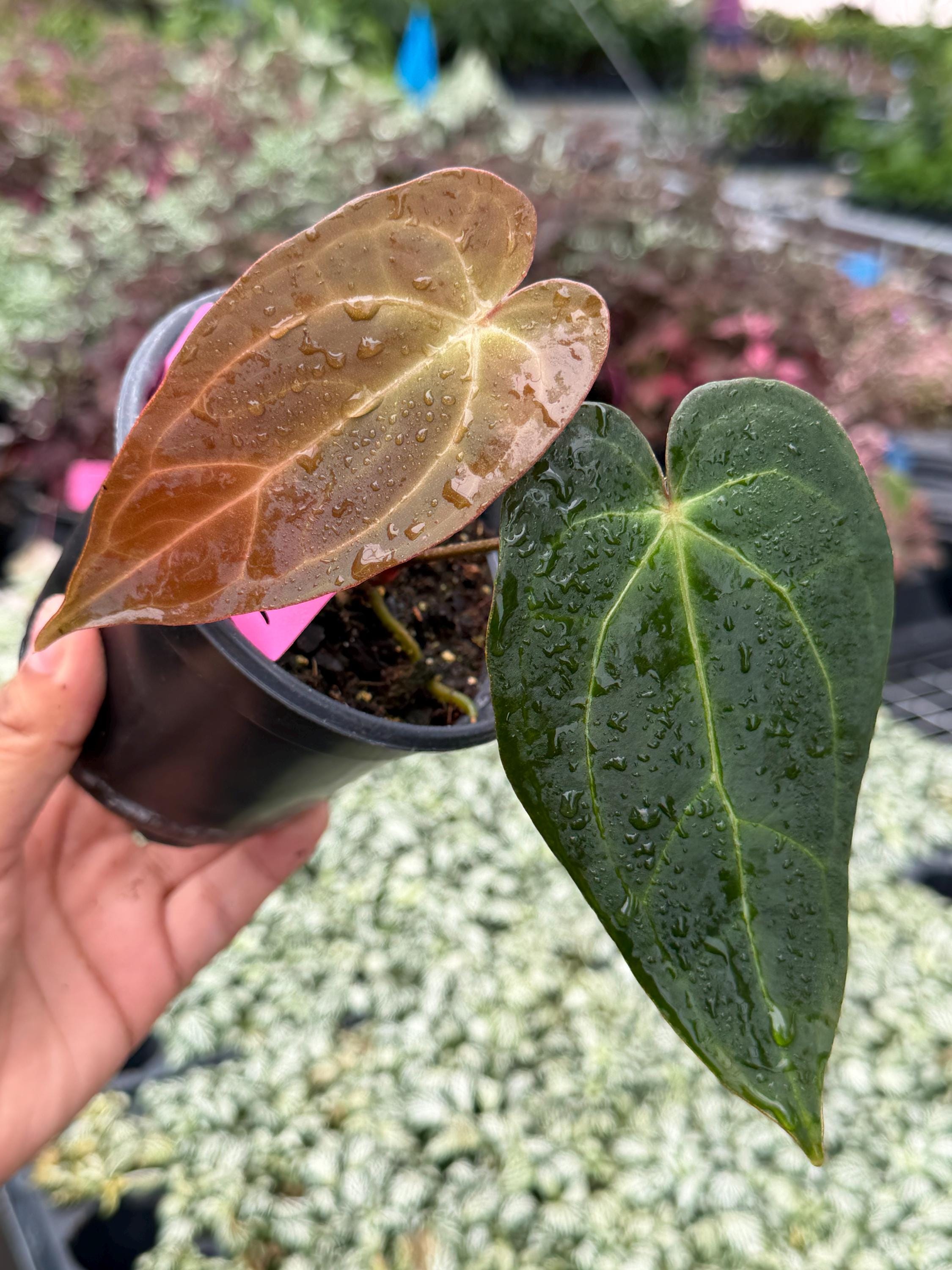 Anthurium Subsignatum - Etsy