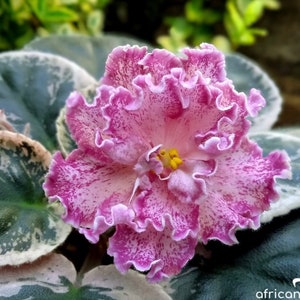 LE Rimma African violet starter plant (ALL PLANTS require you to purchase 2 plants!)