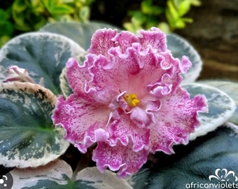 LE Rimma African violet starter plant (ALL PLANTS require you to purchase 2 plants!)