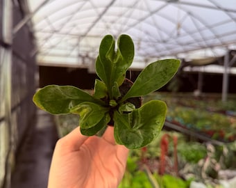 Asplenium Cobra Fern 2” Pot (ALL PLANTS require you to purchase 2 plants!)