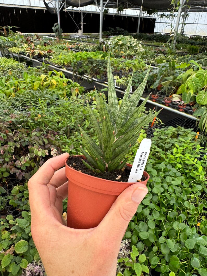TheGreenEscape Sansevieria francisii - Thumbnail 2