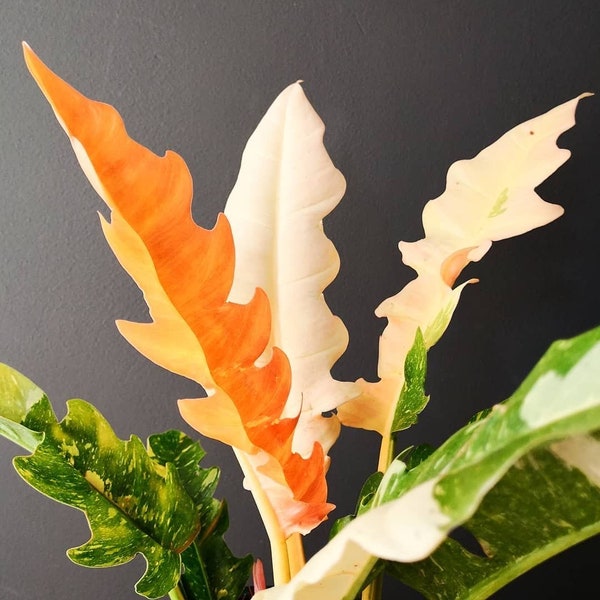 philodendron ring of fire Starter Plant (ALL STARTER PLANTS require you to purchase 2 plants!)