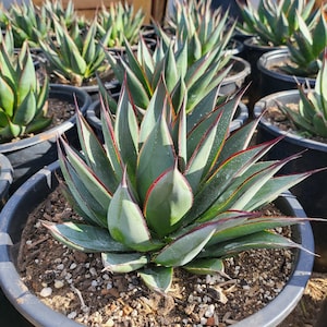 May include: A close-up of a potted agave plant with green leaves edged in red and yellow. The plant is surrounded by other potted plants, all with similar characteristics. The plants are in black plastic pots, and the soil is visible.