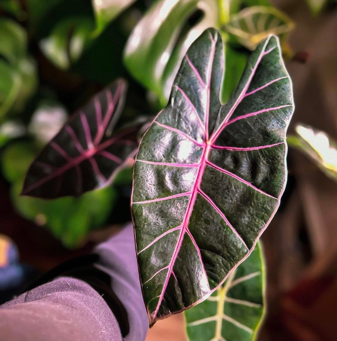 Alocasia Black Satun Starter Plant ALL STARTER PLANTS Require Etsy