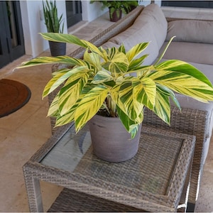 Variegated ginger ”alpina zerumbet” Starter Plant (ALL STARTER PLANTS require you to purchase 2 plants!)
