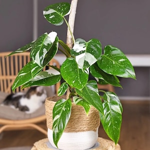 philodendron white knight Starter Plant (ALL STARTER PLANTS require you to purchase 2 plants!)