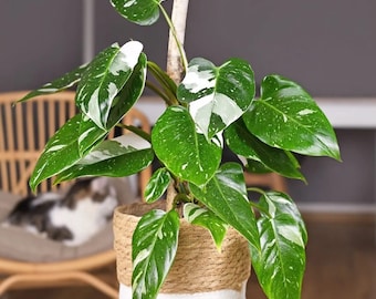 philodendron white knight Starter Plant (ALL STARTER PLANTS require you to purchase 2 plants!)