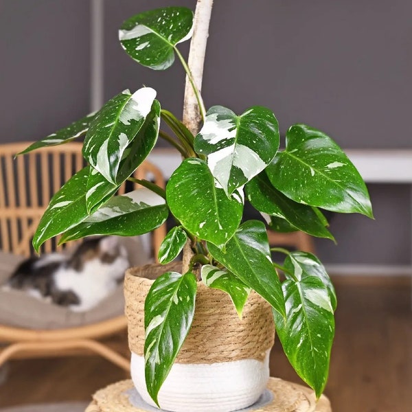 philodendron white knight Starter Plant (ALL STARTER PLANTS require you to purchase 2 plants!)