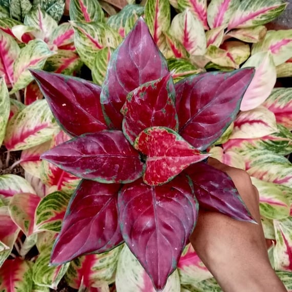 Aglaonema Black Maroon Starter Plant (ALL STARTER PLANTS Require