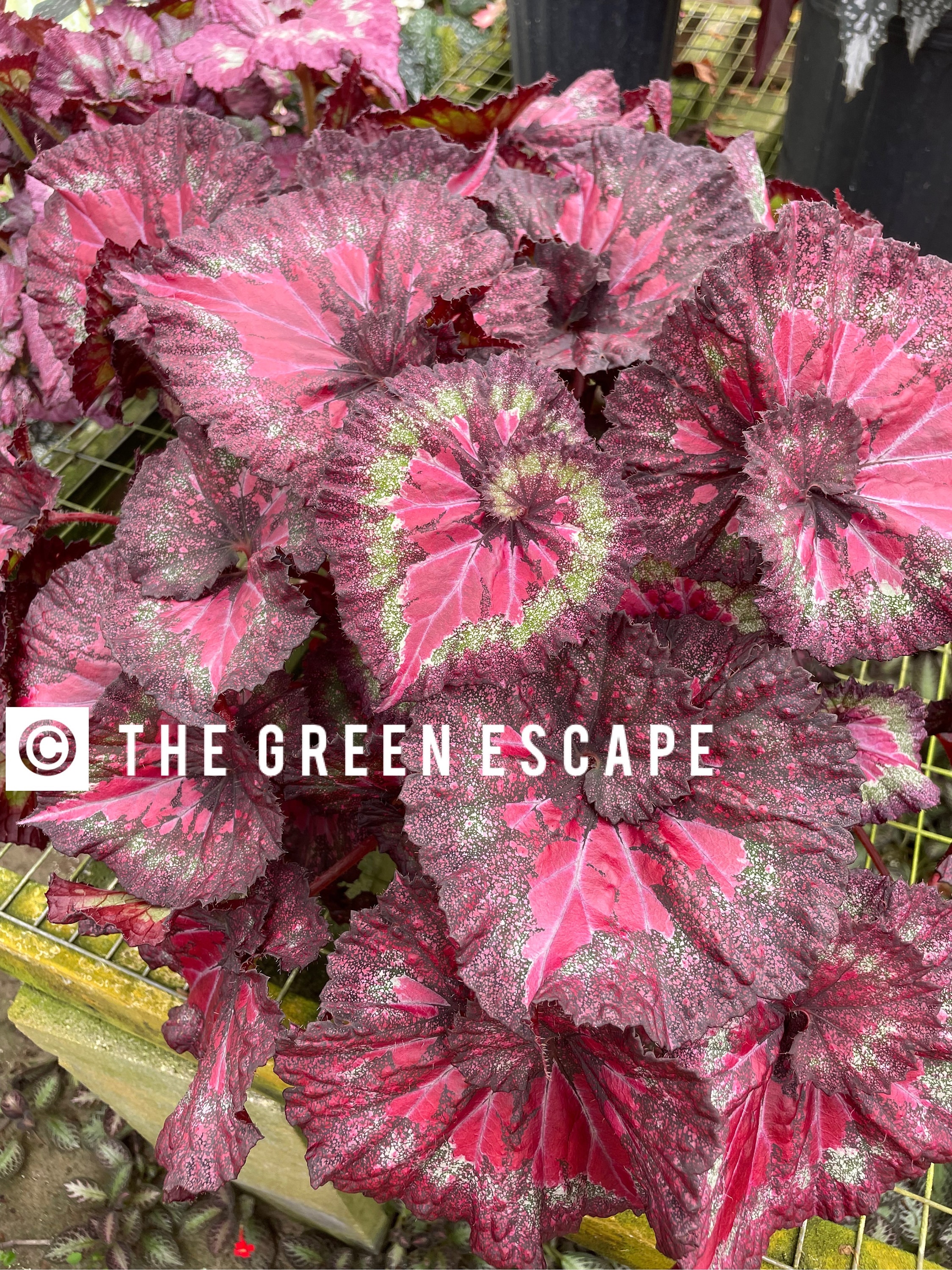 Harmonys Love Hurts Begonia Starter Plant (ALL STARTER PLANTS