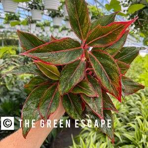 May include: A close-up of a green and red houseplant with glossy leaves. The plant is being held by a hand, and the background is a blurry image of other plants.