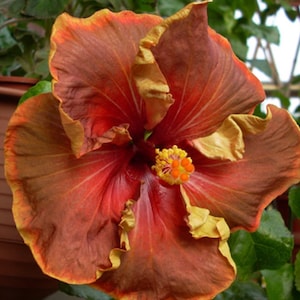 Voodoo magic hibiscus Starter Plant (ALL STARTER PLANTS require you to purchase 2 plants!)