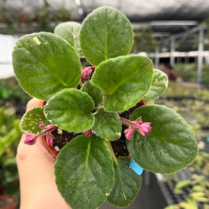 May include: A close-up of an African violet plant in a small pot. The plant has large, round, green leaves with a velvety texture. Small pink flowers are visible among the leaves. The plant is held in a person's hand.
