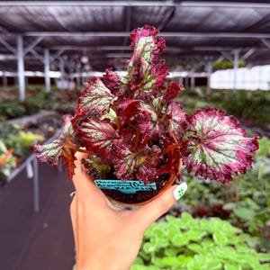 May include: A vibrant begonia plant in a brown pot, featuring large, textured leaves with a mix of deep red, pink, and green hues. The plant is held in a hand, with a blue tag visible. The background shows a greenhouse setting.