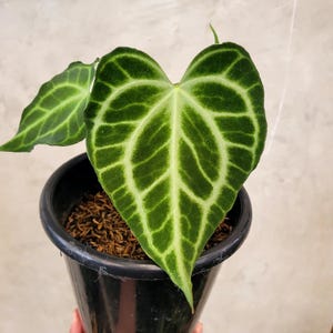 Anthurium Sulanjana “king of Clarinervium” Starter Plant J3 (ALL