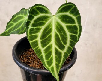 その他観葉植物 hapiAnthurium subsignatum その他観葉植物 hapiAnthurium subsignatum Anthurium