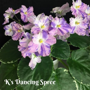 K’s dancing spree African violet starter plant (ALL Starter PLANTS require you to purchase 2 plants!)