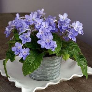 Streptocarpus blue ice Starter Plant (ALL STARTER PLANTS require you to purchase 2 plants!)