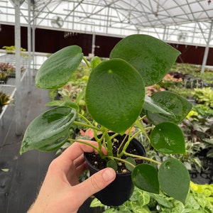 Peperomia raindrop 4” pot (ALL PLANTS require you to purchase 2 plants!)