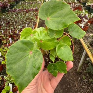 May include: A potted plant with large, vibrant green leaves and reddish-pink accents at the leaf centers. The plant is held in a small, brown pot, with other plants visible in the background. The leaves have a slightly textured surface.