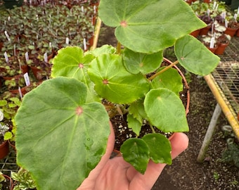 Begonia Rouge Variegated - Etsy
