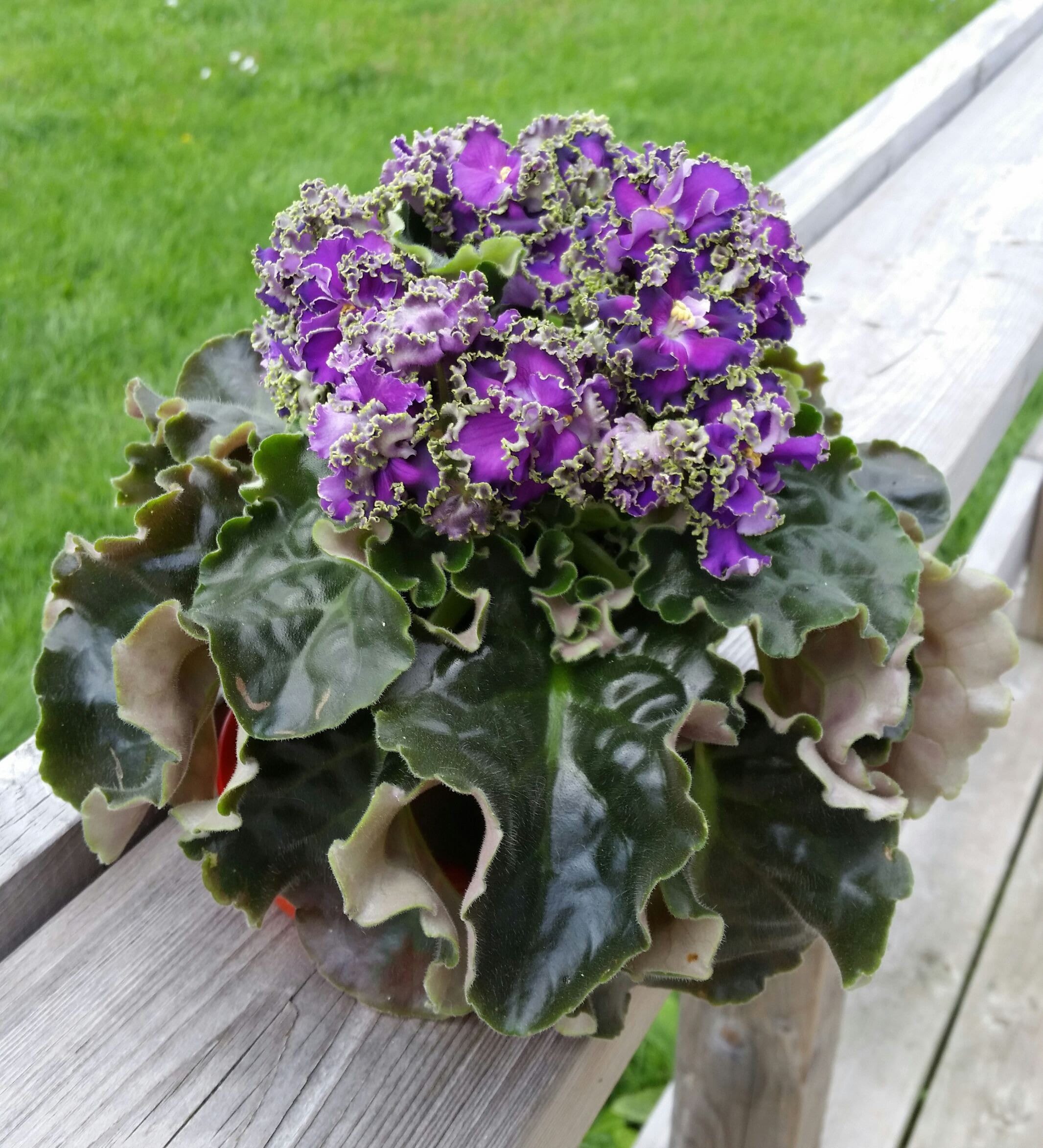 Cajuns Royal Knockout African Violet Starter Plant ALL Etsy