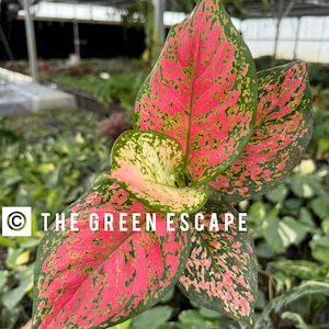 May include: A close-up of a pink and green tropical houseplant with large, variegated leaves. The leaves have a mottled pattern of pink, green, and white. The plant is being held by a hand, and the background is blurred.