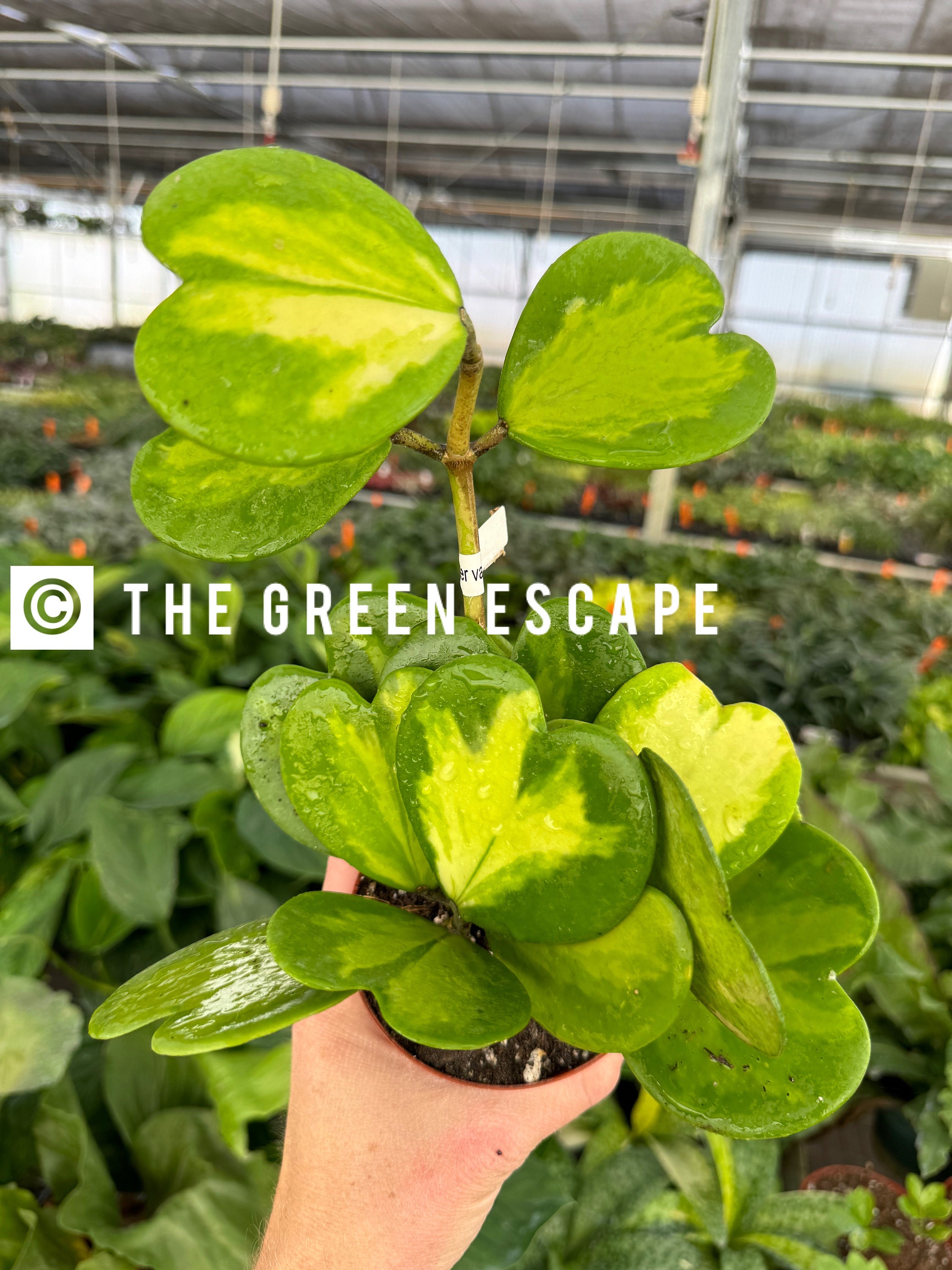 Hoya Kerrii Inner Variegated 4” Pot (ALL PLANTS Require You to Purchase 2  Plants!) - Etsy