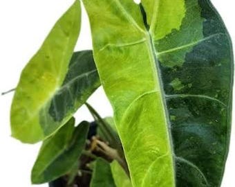 Alocasia longiloba Lucifer aurea Tissue Culture (ALL PLANTS require you to purchase 2 plants!)