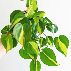 May include: A lush houseplant featuring heart-shaped leaves. The leaves are a deep green, each with a striking yellow stripe running through the middle. The plant is in a black pot, set against a plain white backdrop.