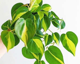 Philodendron Brazil Starter Plant (ALL STARTER PLANTS require you to purchase 2 plants!)