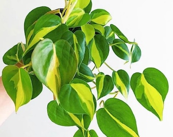 Philodendron Brazil Starter Plant (ALL STARTER PLANTS require you to purchase 2 plants!)
