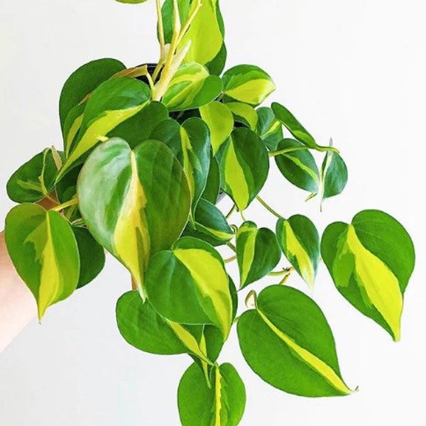 Philodendron Brazil Starter Plant (ALL STARTER PLANTS require you to purchase 2 plants!)