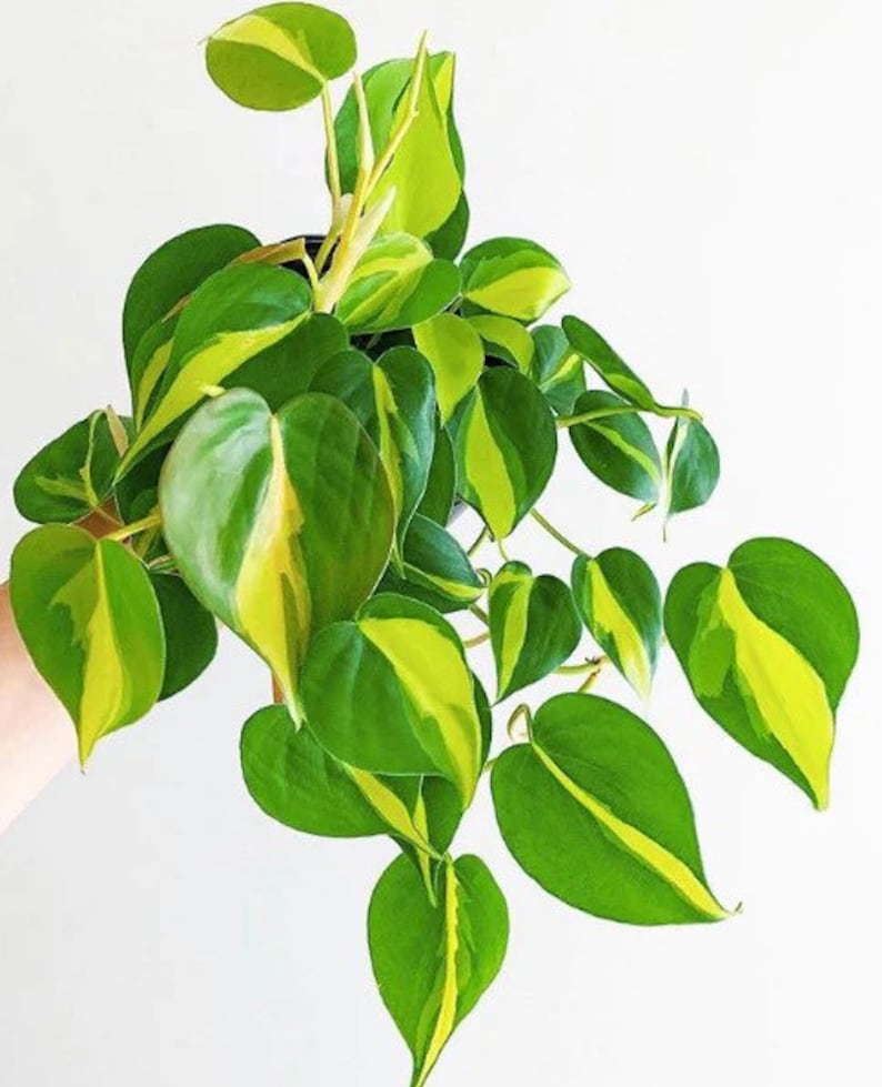 May include: A lush houseplant featuring heart-shaped leaves. The leaves are a deep green, each with a striking yellow stripe running through the middle. The plant is in a black pot, set against a plain white backdrop.