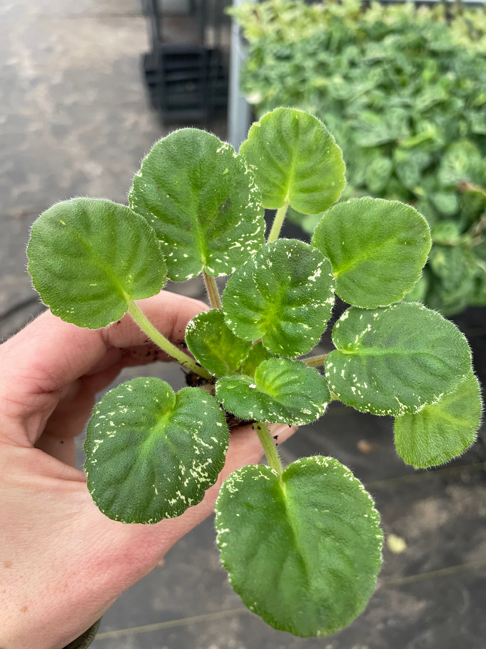 Rose Bouquet African Violet Starter Plant ALL Starter PLANTS Etsy