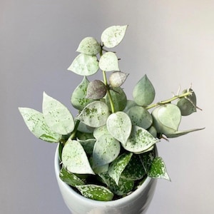 Hoya Krohniana Eskimo Starter Plant (ALL STARTER PLANTS require you to purchase 2 plants!)