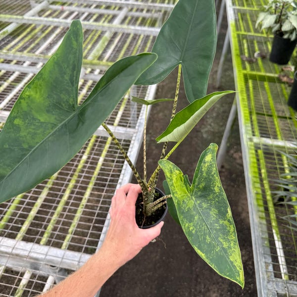 Sport variegated alocasia zebrina (ALL PLANTS require you to purchase 2 plants!)