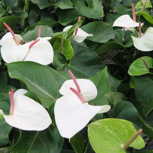 Anthurium White heart Starter Plant (ALL STARTER PLANTS require you to purchase 2 plants!)