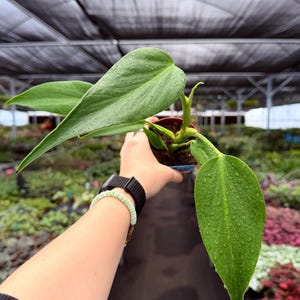May include: A potted green plant with large, heart-shaped leaves. The leaves are covered in water droplets, suggesting recent watering. The plant is held in a brown pot, and the background shows a greenhouse setting with other plants.