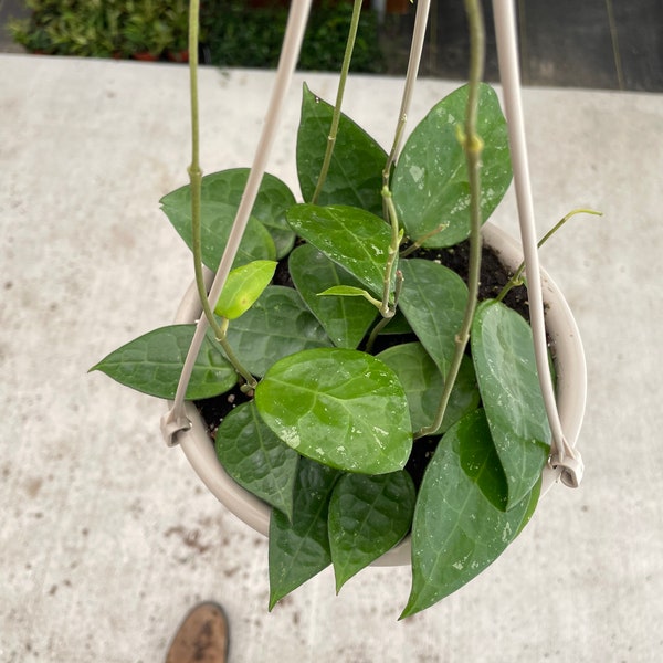 Hoya Black margin 6”hanging baskets “ALL PLANTS require you to purchase 2 plants!)