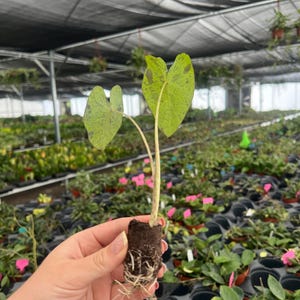 Puede incluir: Primer plano de una peque&ntilde;a planta con dos hojas en forma de coraz&oacute;n. Las hojas son verdes con manchas verde oscuro. La planta se sostiene en un peque&ntilde;o bloque de tierra marr&oacute;n oscuro con ra&iacute;ces visibles. El fondo es un invernadero.