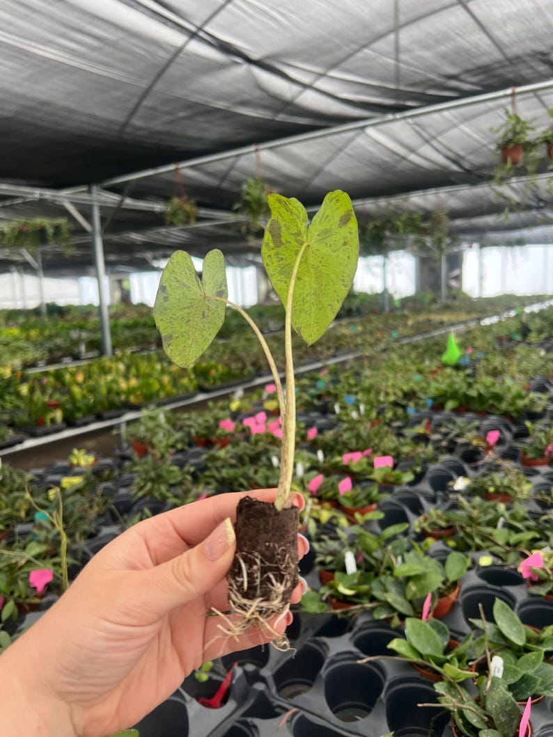 Puede incluir: Primer plano de una peque&ntilde;a planta con dos hojas en forma de coraz&oacute;n. Las hojas son verdes con manchas verde oscuro. La planta se sostiene en un peque&ntilde;o bloque de tierra marr&oacute;n oscuro con ra&iacute;ces visibles. El fondo es un invernadero.