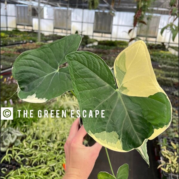 Alocasia Mickey Mouse 4” pot (ALL PLANTS require you to purchase 2 plants!)