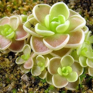 Pinguicula esseriana hybrid Starter Plant (ALL STARTER PLANTS require you to purchase 2 plants!)