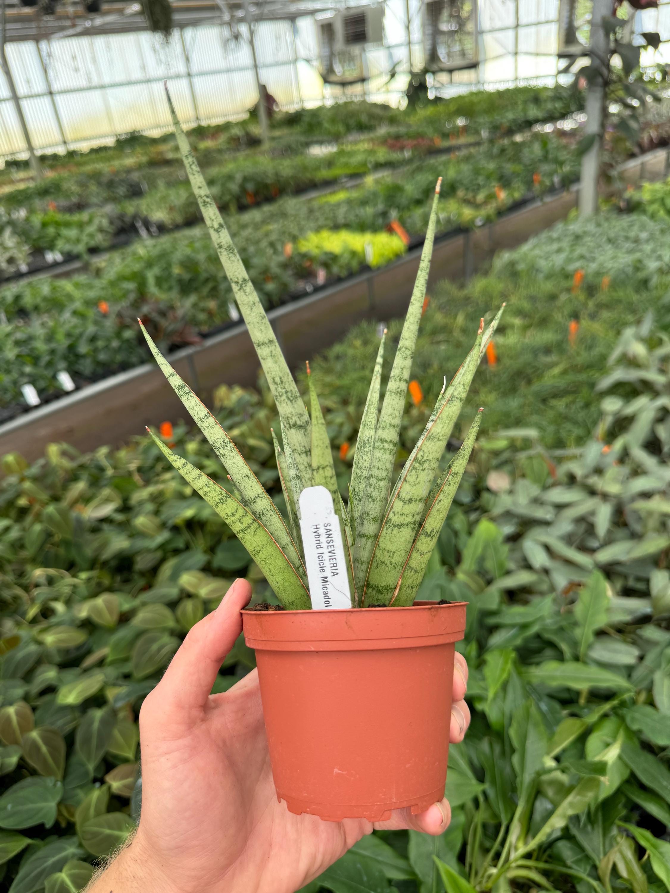 Sansevieria Hybrid Icicle Micadol 4”pot (ALL PLANTS Require You to