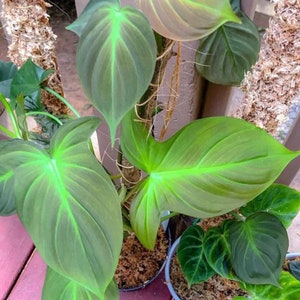 Philodendron camposportoanum Starter Plant (ALL STARTER PLANTS require you to purchase 2 plants!)