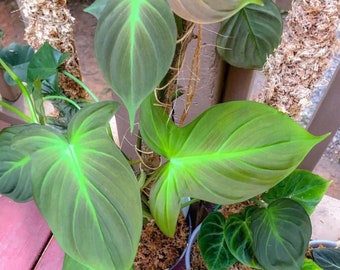 Philodendron camposportoanum Starter Plant (ALL STARTER PLANTS require you to purchase 2 plants!)