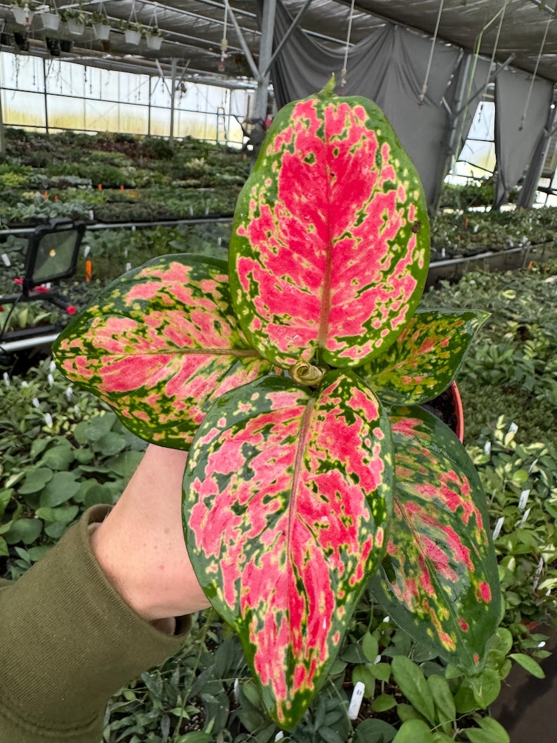 TheGreenEscape Aglaonema Beauty - Thumbnail 3