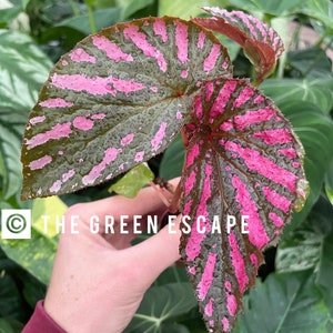 Begonia brevirimosa exotica 2” pot (ALL PLANTS require you to purchase 2 plants!)